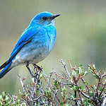 Blue Bird